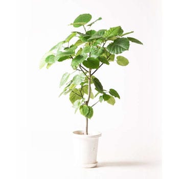 Ficus Umbellata 29 観葉植物 フィカス ウンベラータ 8号 ノーマル プラスチック鉢 1鉢 Hitohana ひとはな 通販サイトmonotaro