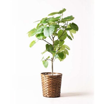 Ficus Umbellata 6 観葉植物 フィカス ウンベラータ 8号 ノーマル 竹バスケット 付き 1鉢 Hitohana ひとはな 通販サイトmonotaro