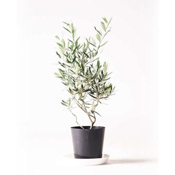 Olive 59 観葉植物 オリーブの木 6号 チプレッシーノ プラスチック鉢 1鉢 Hitohana ひとはな 通販サイトmonotaro