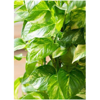 Pothos 26 観葉植物 ポトス 10号 ラスターポット 付き 1鉢 Hitohana ひとはな 通販サイトmonotaro Pothos 26 観葉植物 ポトス 10号 ラスターポット 付き 1鉢 Hitohana ひとはな 通販サイトmonotaro