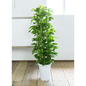 Pothos 31 観葉植物 ポトス 8号 プラスチック鉢 1鉢 Hitohana ひとはな 通販サイトmonotaro