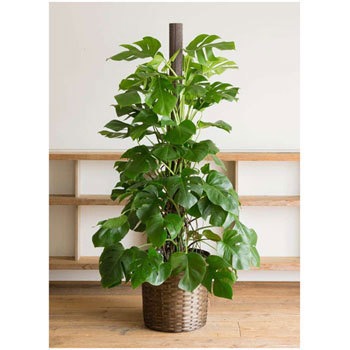 Monstera 21 観葉植物 モンステラ 10号 ヘゴ柱 竹バスケット 付き 1鉢 Hitohana ひとはな 通販サイトmonotaro