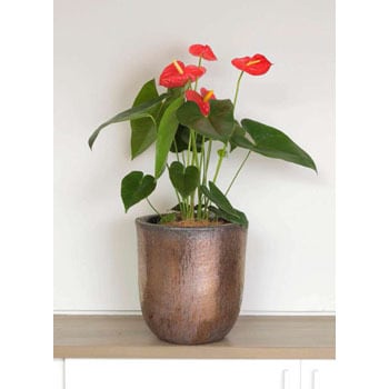 Anthurium 4 観葉植物 アンスリウム 6号 ダコタ ビトロウーヌム コッパー釉 付き 贈答用 名入れ 1鉢 Hitohana ひとはな 通販サイトmonotaro