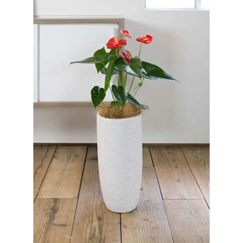 Anthurium 6 観葉植物 アンスリウム 6号 ダコタ エコストーントールタイプ White 付き 1鉢 Hitohana ひとはな 通販サイトmonotaro