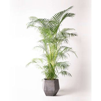 dypsis-lutescens-2 観葉植物 アレカヤシ 10号 ファイバークレイGray 付き 1鉢 HitoHana(ひとはな)  【通販モノタロウ】
