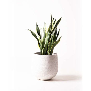 sansevieria-10 観葉植物 サンスベリア 8号 トラノオ エコストーン