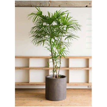 Syurotiku 9 観葉植物 シュロチク 棕櫚竹 10号 アルファシリンダープランター 付き 1鉢 Hitohana ひとはな 通販サイトmonotaro