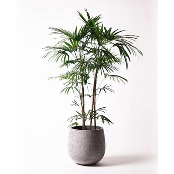Syurotiku 5 観葉植物 シュロチク 棕櫚竹 10号 エコストーンgray 付き 1鉢 Hitohana ひとはな 通販サイトmonotaro