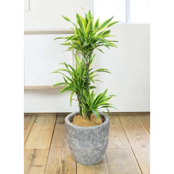 観葉植物 ドラセナ ワーネッキー レモンライム 8号 アビスソニア ミドル 灰 付き Hitohana ひとはな 観葉植物ドラセナ ワーネッキー レモンライム 通販モノタロウ Dracaena Warneckii 11