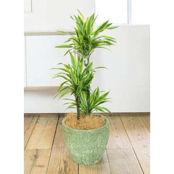 Dracaena Warneckii 10 観葉植物 ドラセナ ワーネッキー レモンライム 8号 アビスソニア ミドル 緑 付き 1鉢 Hitohana ひとはな 通販サイトmonotaro