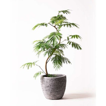 Everfresh 18 観葉植物 エバーフレッシュ 8号 曲り アビスソニアミドル 灰 付き 1鉢 Hitohana ひとはな 通販サイトmonotaro