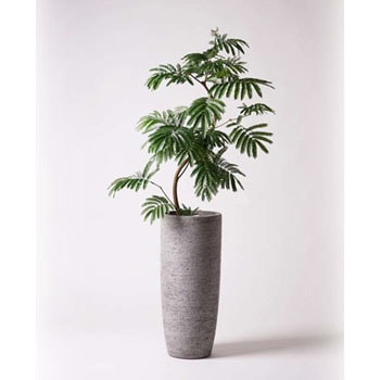 everfresh-6 観葉植物 エバーフレッシュ 8号 曲り エコストーントール