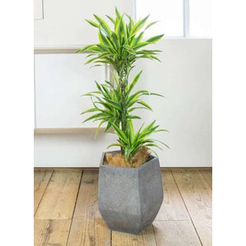 dracaena-warneckii-14 観葉植物 ドラセナ ワーネッキー レモンライム