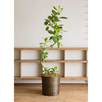 ficus-benghalensis-21 観葉植物 フィカス ベンガレンシス 10号 曲り 竹バスケット 付き 1鉢 HitoHana(ひとはな)  【通販モノタロウ】