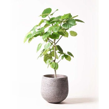 ficus-umbellata-18 観葉植物 フィカス ウンベラータ 8号 ノーマル