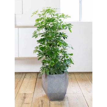 フィカス ベンガレンシス 曲がり ファイバー鉢 お皿付き