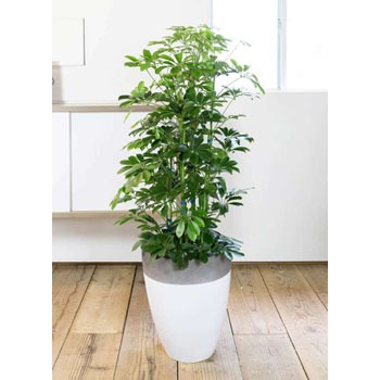 【B級品/大型観葉植物】シャープな葉姿が可愛い♪シェフレラ（カポック）10号鉢 B級品/大型観葉植物】シャープな葉姿が可愛い♪シェフレラ