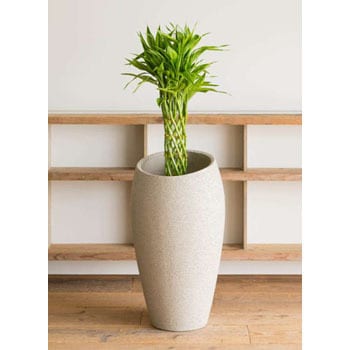 Dracaena Million Bamboo 23 観葉植物 ドラセナ ミリオンバンブー 幸運の竹 7号 エコストーントールタイプ Light Gray 付き 1鉢 Hitohana ひとはな 通販サイトmonotaro