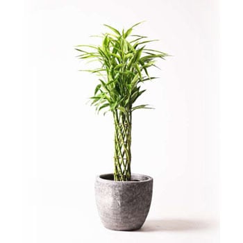 Dracaena Million Bamboo 11 観葉植物 ドラセナ ミリオンバンブー 幸運の竹 8号 アビスソニア ミドル 灰 付き 1鉢 Hitohana ひとはな 通販サイトmonotaro