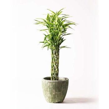 Dracaena Million Bamboo 10 観葉植物 ドラセナ ミリオンバンブー 幸運の竹 8号 アビスソニア ミドル 緑 付き 1鉢 Hitohana ひとはな 通販サイトmonotaro