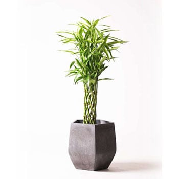 Dracaena Million Bamboo 14 観葉植物 ドラセナ ミリオンバンブー 幸運の竹 8号 ファイバークレイgray 付き 1鉢 Hitohana ひとはな 通販サイトmonotaro