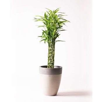 Dracaena Million Bamboo 5 観葉植物 ドラセナ ミリオンバンブー 幸運の竹 8号 ファイバーストーン カプリ サンディホワイト 付き 1鉢 Hitohana ひとはな 通販サイトmonotaro