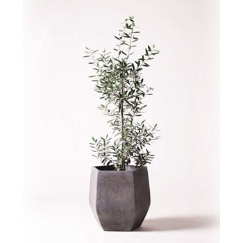 Olive 31 観葉植物 オリーブの木 8号 チプレッシーノ ファイバークレイ Gray 付き 1鉢 Hitohana ひとはな 通販サイトmonotaro