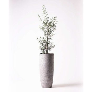 Olive 34 観葉植物 オリーブの木 8号 チプレッシーノ エコストーントールタイプ Gray 付き 1鉢 Hitohana ひとはな 通販サイトmonotaro