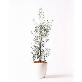 観葉植物 オリーブの木 8号 チプレッシーノ ラスターポット 付き Hitohana ひとはな 観葉植物オリーブの木 通販モノタロウ Olive 37