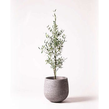 Olive 8 観葉植物 オリーブの木 8号 コロネイキ エコストーンgray 付き 1鉢 Hitohana ひとはな 通販サイトmonotaro