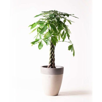 観葉植物 パキラ 8号 ねじり ファイバーストーンカプリ サンディホワイト 付き HitoHana(ひとはな)