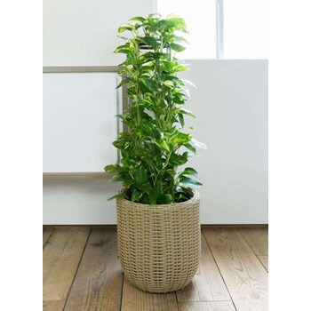 Pothos 18 観葉植物 ポトス 8号 ウィッカーポット エッグ Nt ベージュ 付き 1鉢 Hitohana ひとはな 通販サイトmonotaro