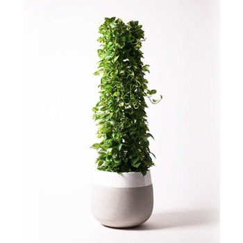 観葉植物 ポトス 10号 ファイバーストーンタウルス ミドル 白 付き Hitohana ひとはな 観葉植物ポトス 通販モノタロウ Pothos 27