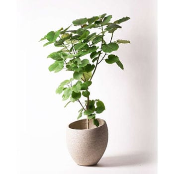 ficus-umbellata-26 観葉植物 フィカス ウンベラータ 10号
