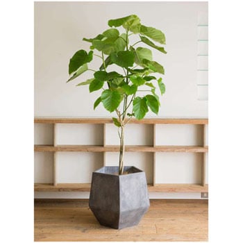 ficus-umbellata-24 観葉植物 フィカス ウンベラータ 10号 ficus-umbellata-24 観葉植物 フィカス ウンベラータ 10号