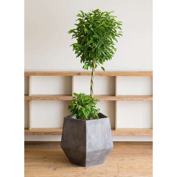 ficus-benjamina-6 観葉植物 フィカス ベンジャミン 10号 玉造り ファイバークレイGray 付き 1鉢  HitoHana(ひとはな) 【通販モノタロウ】