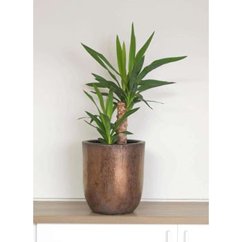 yucca-21 観葉植物 ユッカ 6号 ノーマル ビトロ ウーヌム コッパー釉