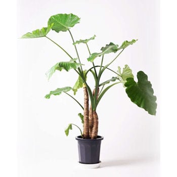 alocasia-1 観葉植物 クワズイモ 10号 プラスチック鉢 【贈答用 名入れ】 1鉢 HitoHana(ひとはな) 【通販モノタロウ】