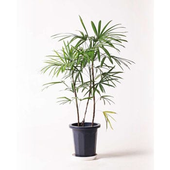Syurotiku 11 観葉植物 シュロチク 棕櫚竹 8号 プラスチック鉢 贈答用 名入れ 1鉢 Hitohana ひとはな 通販サイトmonotaro