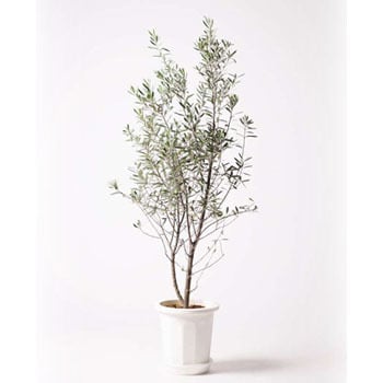 Olive 観葉植物 オリーブの木 10号 チプレッシーノ プラスチック鉢 1鉢 Hitohana ひとはな 通販サイトmonotaro