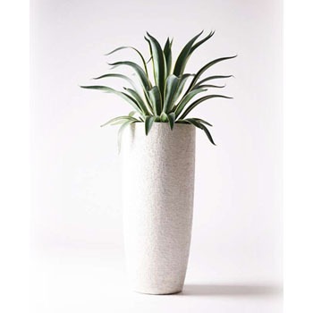 観葉植物 アガベ 7号 ベネズエラ エコストーントールタイプ White 付き Hitohana ひとはな 観葉植物アガベ 通販モノタロウ Agave Venezuela 7