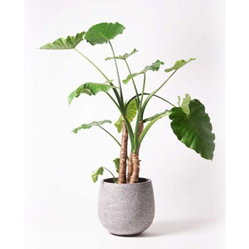 観葉植物 クワズイモ 10号 エコストーンgray 付き Hitohana ひとはな 観葉植物クワズイモ 通販モノタロウ Alocasia 3