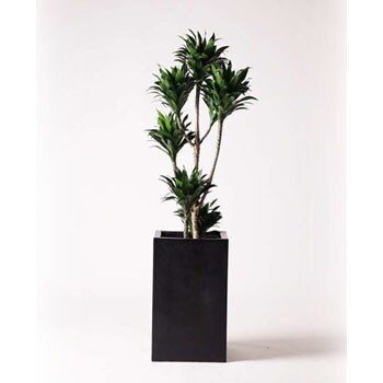 dracaena-compacta-22 観葉植物 ドラセナ コンパクター 8号 セドナ