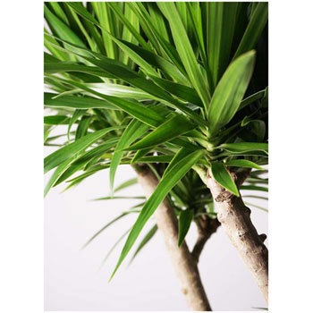 Dracaena Nabi 5 観葉植物 ドラセナ ナビー 10号 股作り エコストーンlight Gray 付き 1鉢 Hitohana ひとはな 通販サイトmonotaro