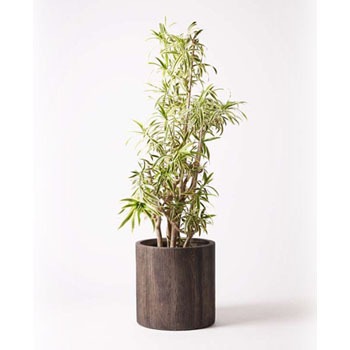 Dracaena Song Of India 16 観葉植物 ドラセナ ソング オブ インディア 10号 アルファシリンダープランター 付き 贈答用 名入れ 1鉢 Hitohana ひとはな 通販サイトmonotaro