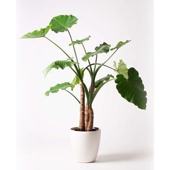 斑入りクワズイモ 鉢シリーズ Alocasia 約7０cm pot22cm Yahoo!フリマ