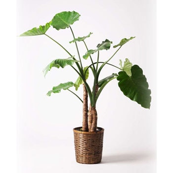 Alocasia 9 観葉植物 クワズイモ 10号 竹バスケット 付き 1鉢 Hitohana ひとはな 通販サイトmonotaro