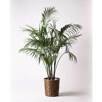 3F 3個セット 昭和レトロ 竹製 鉢カバー 4号 ポットカバー バスケット 植木鉢 竹バスケット for plants 3F 3個セット 昭和レトロ 竹製 鉢