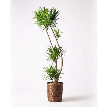 Dracaena Nabi 9 観葉植物 ドラセナ ナビー 10号 股作り 竹バスケット 付き 1鉢 Hitohana ひとはな 通販サイトmonotaro