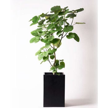 Ficus Umbellata 40 観葉植物 フィカス ウンベラータ 10号 ノーマル セドナロング 墨 付き 1鉢 Hitohana ひとはな 通販サイトmonotaro